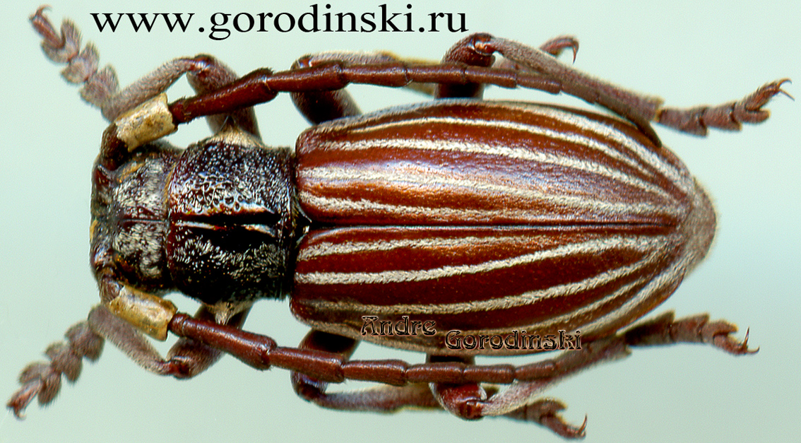 http://www.gorodinski.ru/cerambyx/Eodorcadion gassneri.jpg